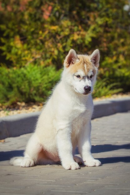 Portret Szczeniaka Siberian Husky W Stoczni. Jeden Mały śliczny Szczeniak Siberian Husky Pies Na Zewnątrz