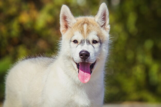 Portret szczeniaka Siberian Husky w stoczni. Jeden Mały śliczny szczeniak Siberian husky pies na zewnątrz