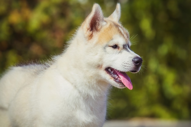 Portret szczeniaka Siberian Husky w stoczni. Jeden Mały śliczny szczeniak Siberian husky pies na zewnątrz