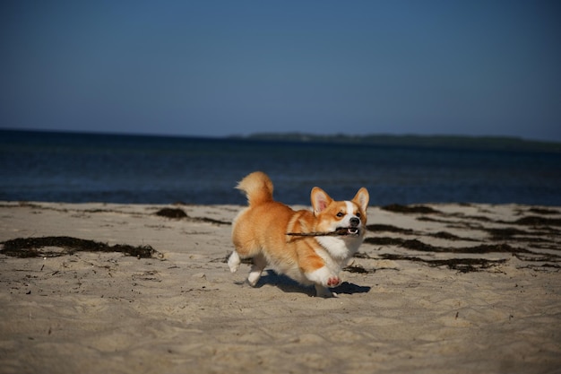 Portret szczeniaka walijskiego corgi pembroke biegnącego z gałęzią na plaży