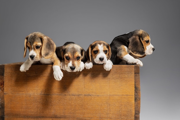 Portret Szczeniąt Rasy Beagle Na Szarym