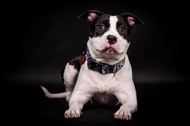 Portret szczęśliwego American Staffordshire Terrier (AmStaff, American Staffy), sylwetka Pitbull