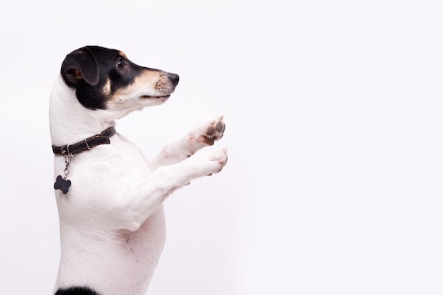 portret szczęśliwego szczeniaka jack russell terrier