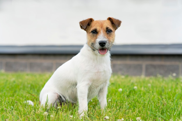 Portret szczęśliwy jack russell terrier na tle trawy