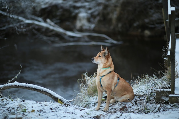 Portret szczęśliwy rudowłosy kundel pies siedzi na zimowej łące
