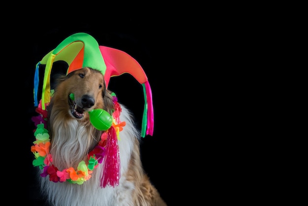 Portret szorstkiego collie w kapeluszu arlekin, hawajski naszyjnik i maraka na karnawał, na białym tle na czarnym tle