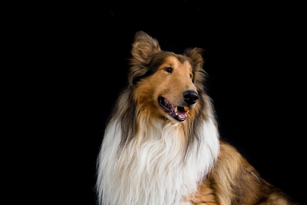 Zdjęcie portret szorstkiego izolatu collie na czarnym tle