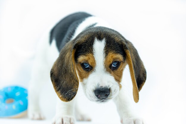 Portret tricolor beagle szczeniak na białym tle, szczeniak stojący patrząc wyzywająco przed siebie i zabawka na jego łapy