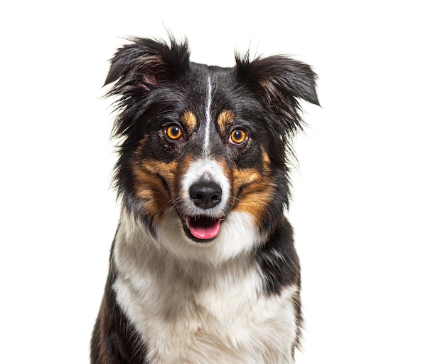 Portret trójkolorowego psa border collie z twarzą odizolowaną na białym