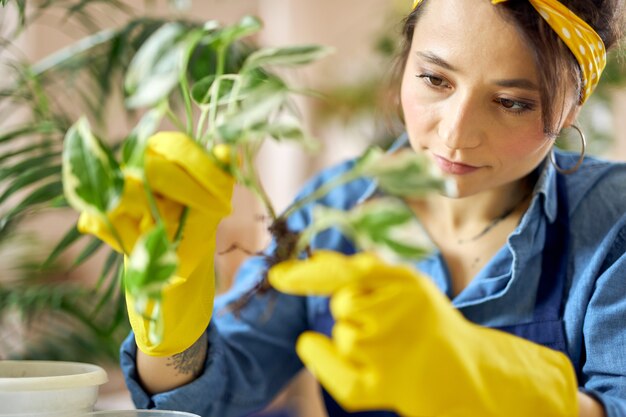 Portret troskliwej kobiety w gumowych rękawiczkach przesadzającej roślinę do nowej doniczki w domu