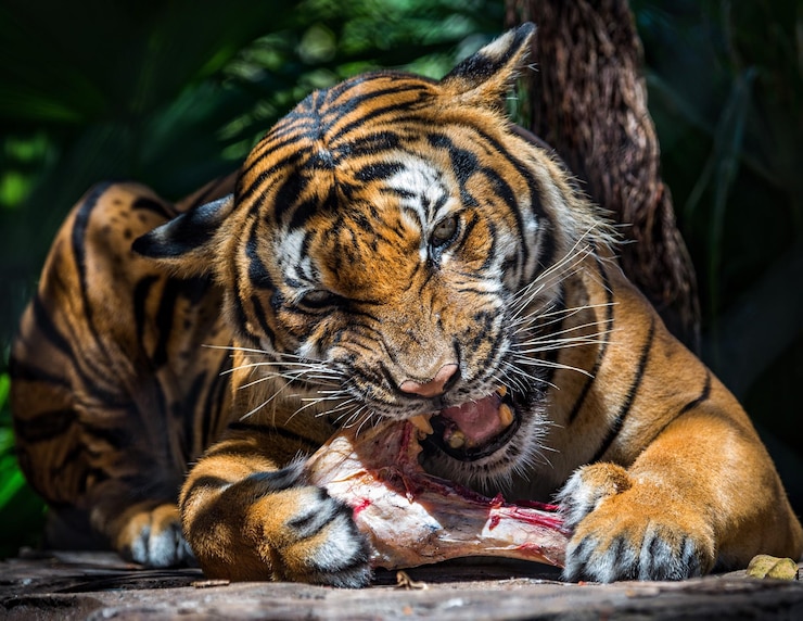 Zdjęcie portret tygrysa jedzącego mięso w zoo