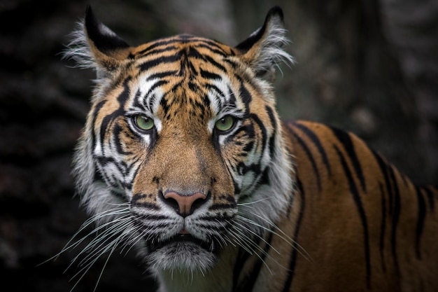 Portret tygrysa sumatrzańskiego
