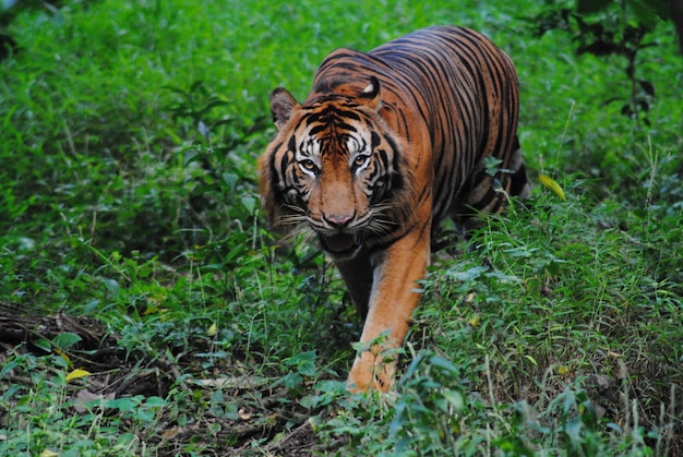 Zdjęcie portret tygrysa