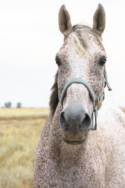 Portret Ugryzionego Przez Pchłę Siwego Konia Pełnej Krwi Arabskiej