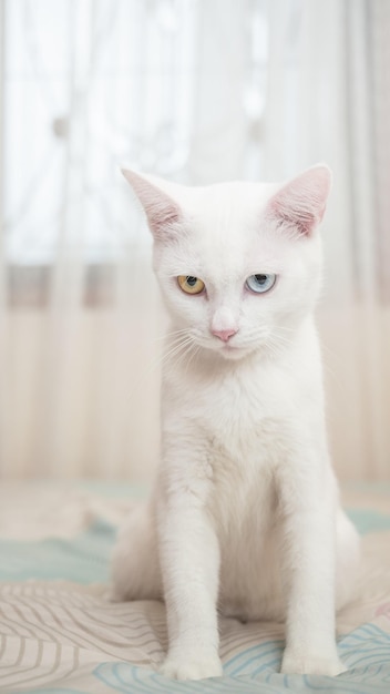 Portret uroczego białego kota z heterochromią iridis