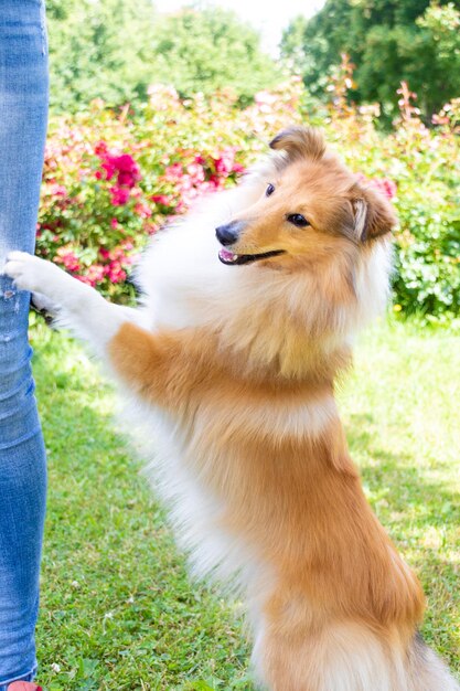 Portret uroczego czerwonego sheltie