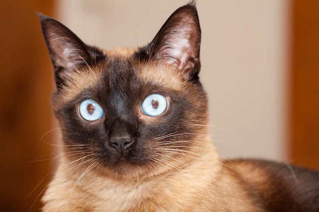 Zdjęcie portret uroczego kota rasy syjamskiej o pięknych niebieskich oczach