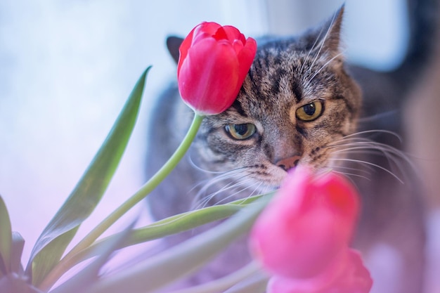 Portret uroczego kota wącha tulipany w pobliżu okna