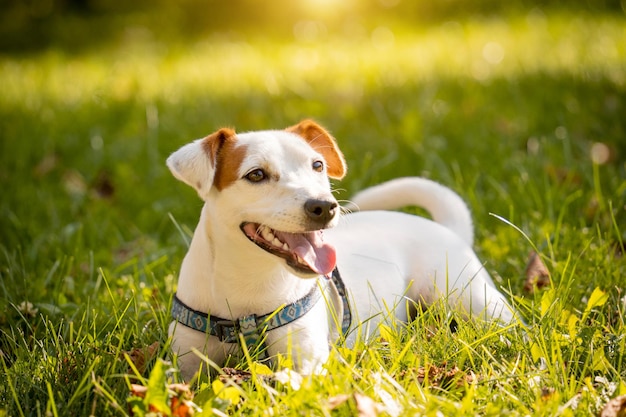 Portret uroczego psa jack russell terrier w parku