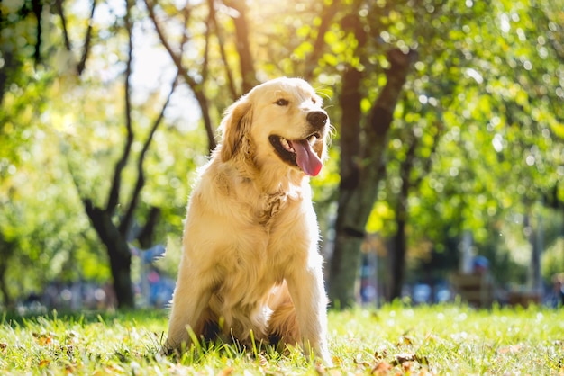 Portret uroczego psa rasy golden retriever w parku