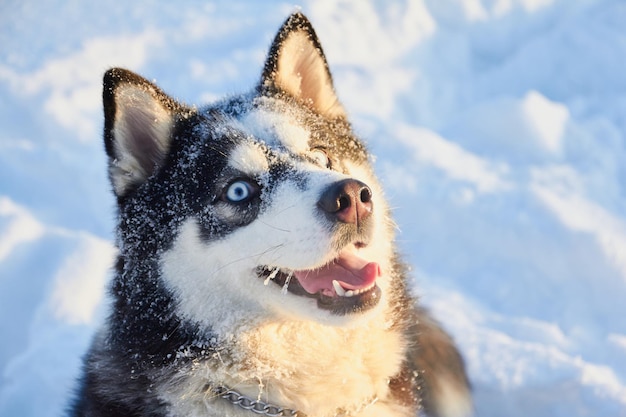 Portret uroczego psa siberian husky w śnieżnym psie z wystającym językiem w mroźny zimowy poranek o wschodzie słońca