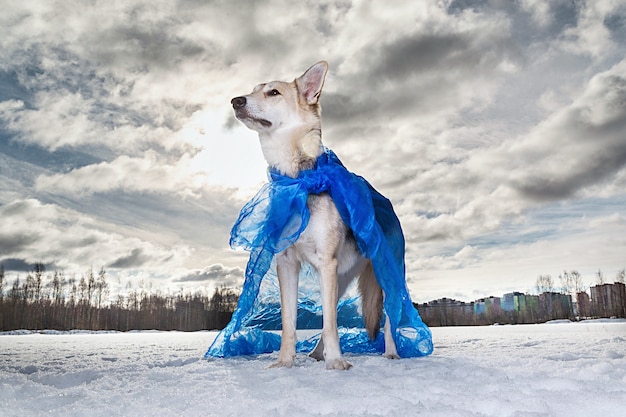 Portret uroczego psa stojącego na śniegu na niebiesko na przylądku Supermana patrzącego na asode