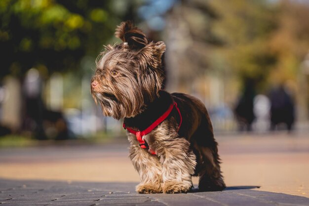 Portret uroczego psa yorkshire terrier w parku