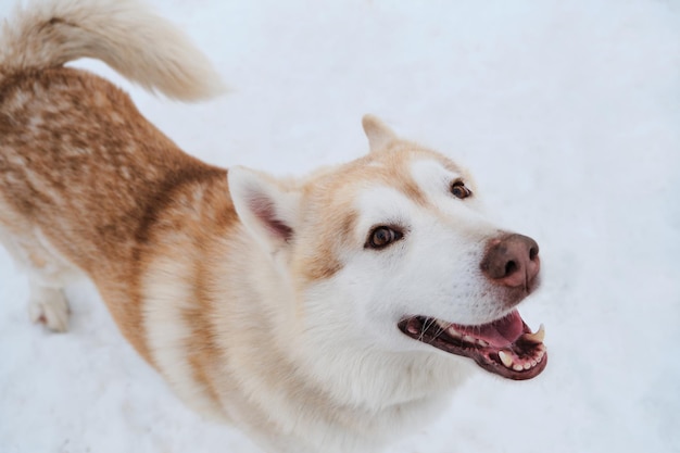 Portret uroczego puszystego, czerwono-białego husky syberyjskiego z brązowymi inteligentnymi oczami na tle białego śniegu widok z góry Północny pies zaprzęgowy rasy wesoły i szczęśliwy uśmiech z wystającym językiem