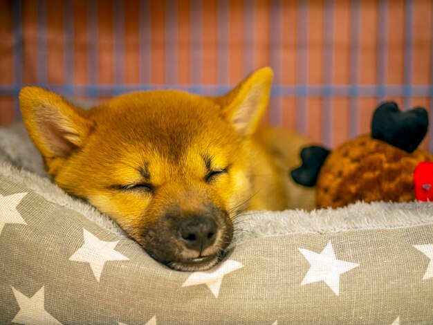 Zdjęcie portret uroczego shiba inu małego szczeniaka dogecoin redhaired japoński pies portret uśmiech oświetlający kolor kryptowaluta pieniądz elektroniczny