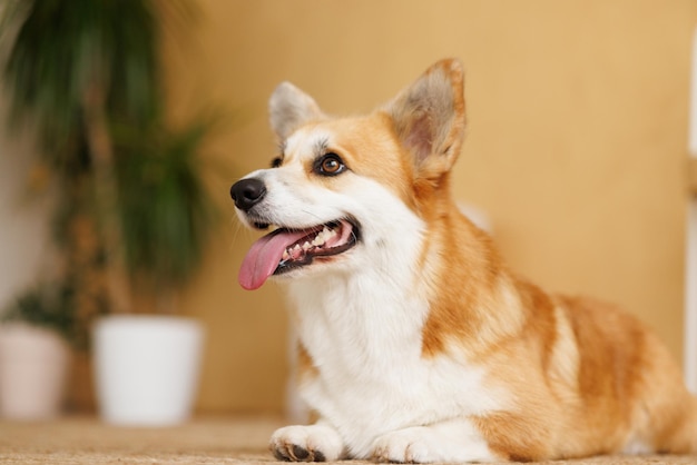Portret uroczego, szczęśliwego, uśmiechniętego psa rasy corgi, ukochanego zwierzaka w pięknym domu.