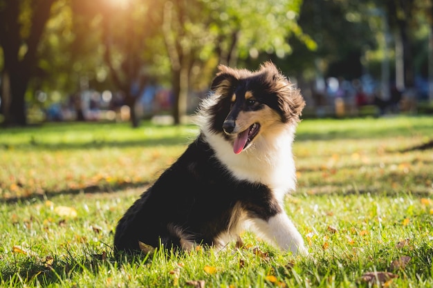 Portret uroczego szorstkiego psa collie w parku