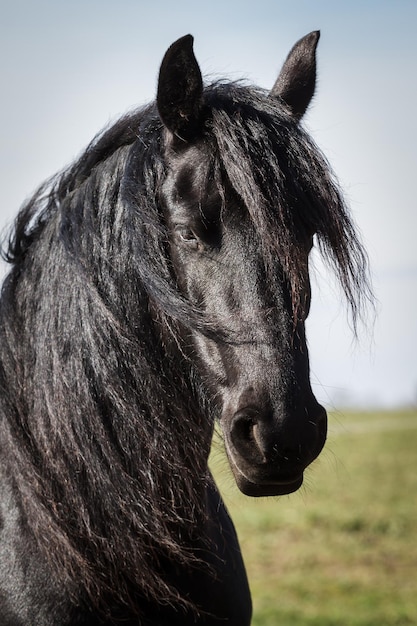 Portret uroda koń fryzyjski