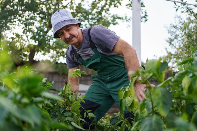 Portret uśmiechniętego dojrzałego mężczyzny zbierającego warzywa z przydomowego ogródka Dumny mężczyzna rasy kaukaskiej rolnik zbierający warzywa