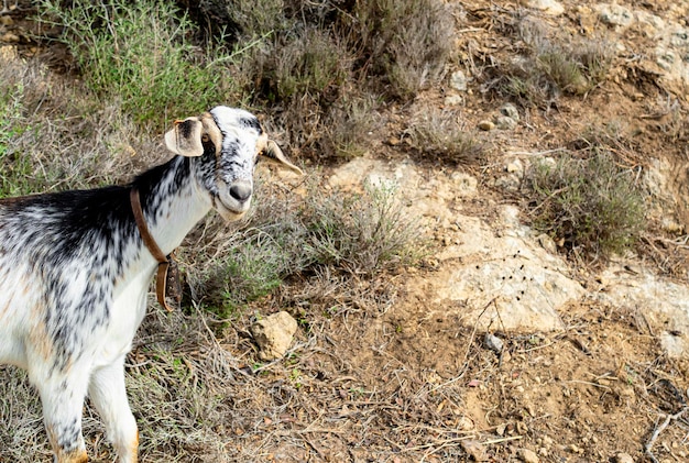 Zdjęcie portret uśmiechniętej kozy na tle pola w andaluzji w hiszpanii