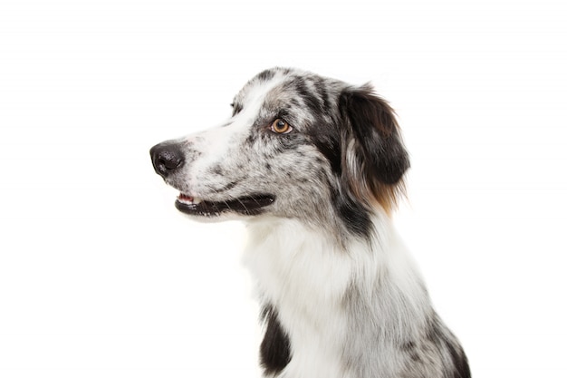 Portret uważnie merle border collie profil patrząc z boku.