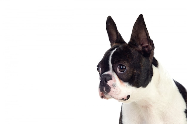 Portret W Studio Cute Boston Terrier