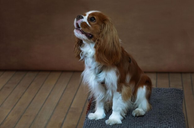 Zdjęcie portret w studiu szczeniaka cavalier king charles spaniel na brązowym tle