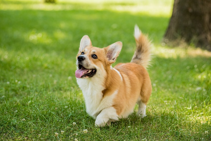 Zdjęcie portret welsh corgi pembroke w parku miejskim