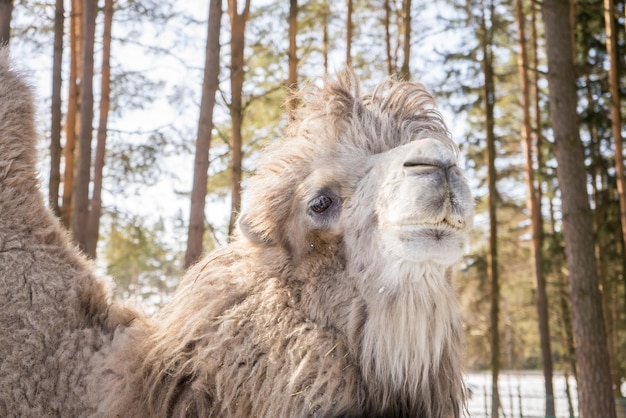 Portret Wielbłąda Camelus Bactrianus