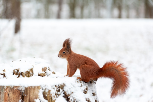 Portret wiewiórek z bliska na tle białego śniegu