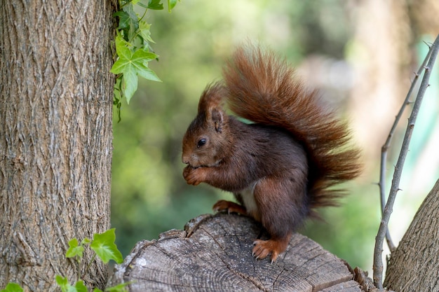 Portret wiewiórki siedzi na gałęzi