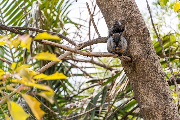 Portret wiewiórki szarej Sciurus griseus siedzącej na gałęzi