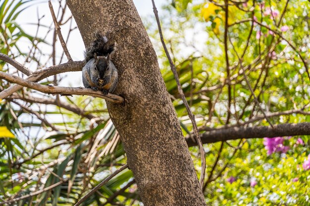 Portret wiewiórki szarej Sciurus griseus siedzącej na gałęzi