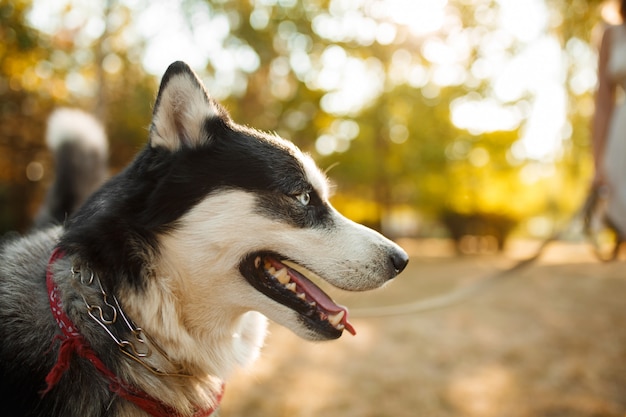 Portret wspaniały pies hoduje husky w letnim dniu