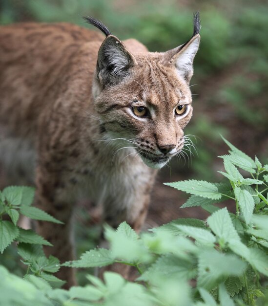 Portret z bliska eurazjatyckiego rysa Lynx lynxxA