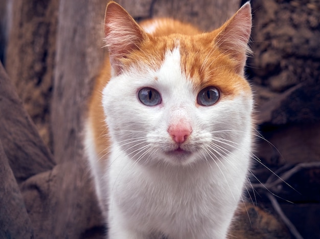 Portret z bliska imbirowy kot.