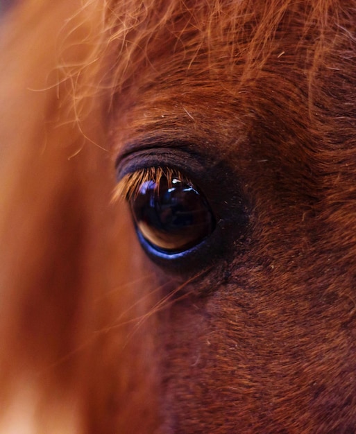 Zdjęcie portret z bliska oka konia