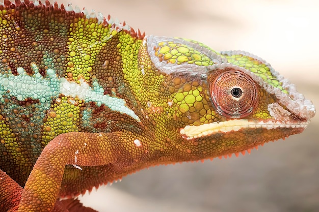 Zdjęcie portret z bliska pantery kameleon furcifer pardalis