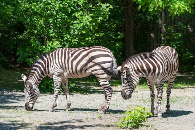 Portret Z Bliska Zebry. (equus Quagga)