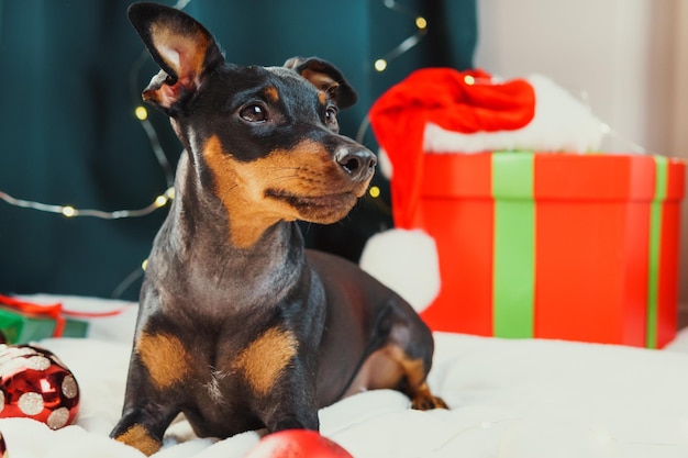 Portret zabawnego psa pinczera miniaturowego bawiącego się świąteczną piłką wokół pudełek prezentowych